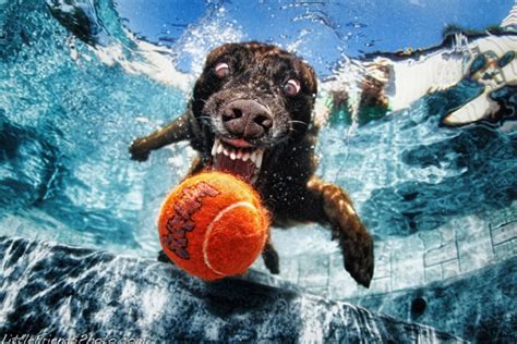 Funny Underwater Dogs by Seth Casteel – AesthesiaMag