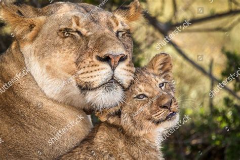 Young African lion cub bonding with his mother is a portrait of love ...