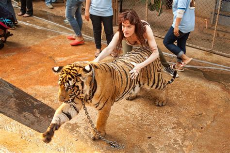 Ira Block Photography | A tourist washing a tiger at Tiger Temple in ...