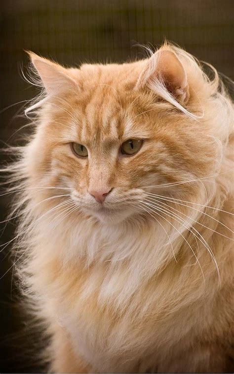 Fluffy Orange Cat Breeds - Pets Lovers