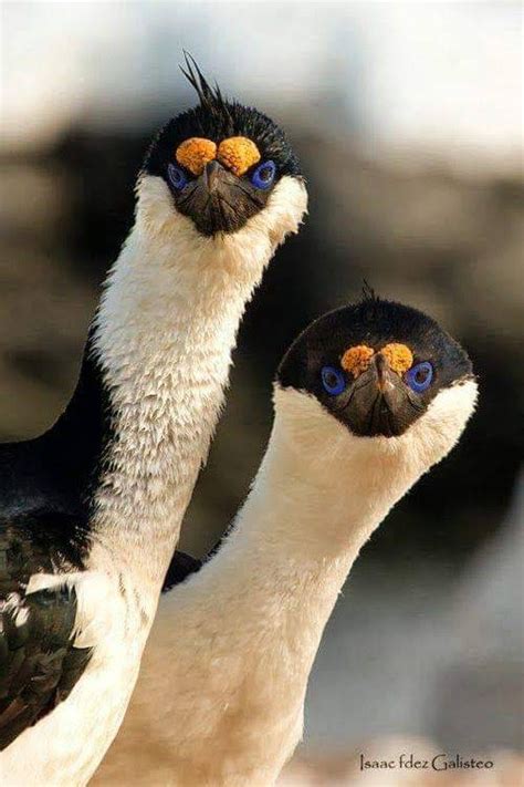 Imperial Shag (Phalacrocorax atriceps) Native to many subarctic islands, the Antarctic Peninsula ...