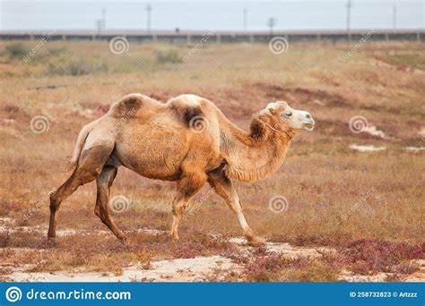 Bactrian camel stock image. Image of outdoors, farm - 258732823