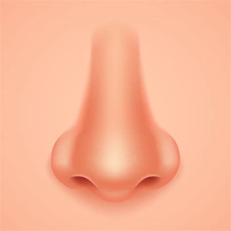 Human Nose Stock Photos, Pictures & Royalty-Free Images - iStock