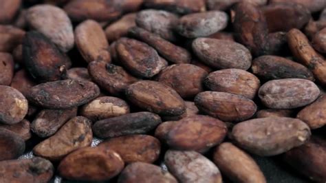 Roasted Cocoa Beans - Stock Video | Motion Array