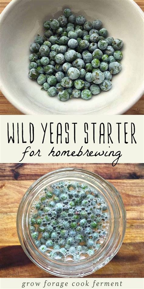 Wild Yeast Starter for Homebrewing | Recipe | Wild yeast starter, Yeast starter, Wild yeast