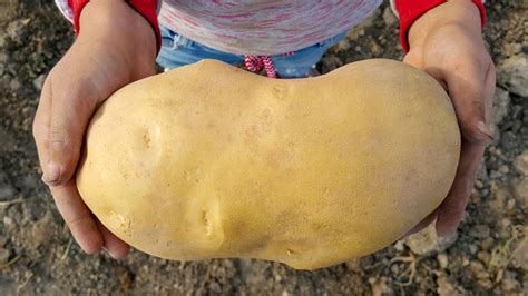 Turns Out, Guinness Was Right To Question The 'World's Largest Potato'