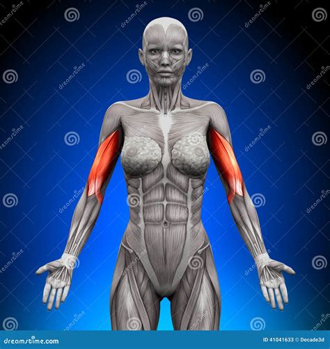 Biceps - Female Anatomy Muscles Stock Illustration - Illustration of ...