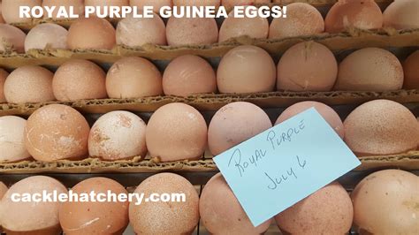 Royal Purple Guinea Fowl for Sale | Cackle Hatchery