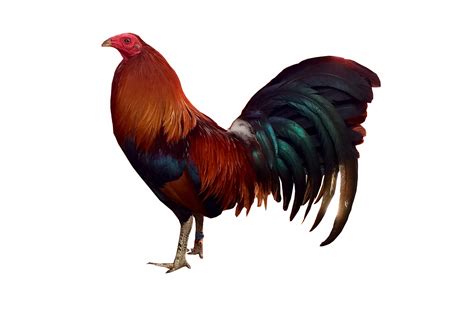 Fighting rooster png - Download Free Png Images