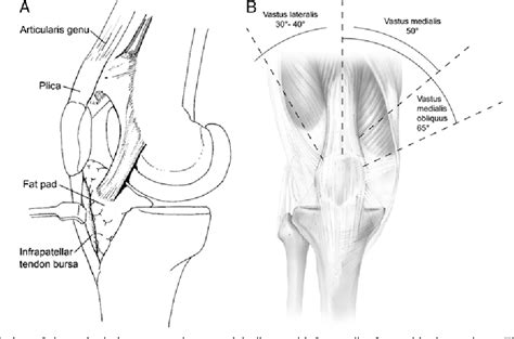 Figure 1 from Normal anatomy and biomechanics of the knee. | Semantic Scholar