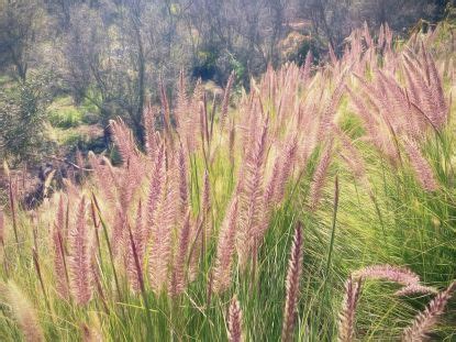 Slug repellent plants: 8 plants that slugs won't eat | Homes & Gardens