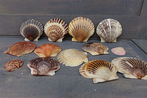 Assorted Scallop Sea Shells 15 Colorful Shells Assorted | Etsy | Sea ...