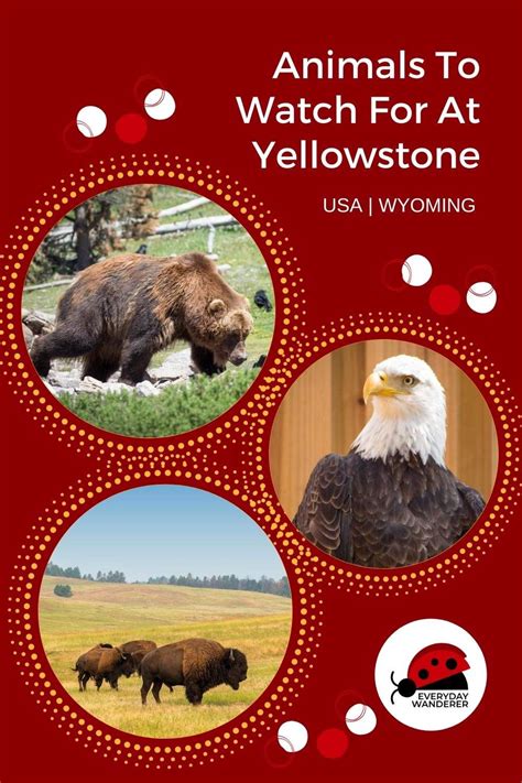 9 Phenomenal Places to See Animals in Yellowstone National Park ...