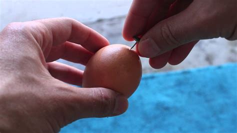 How to Plant Seeds in Eggshells Indoors, Start Your Garden Indoors with Eggshells - YouTube