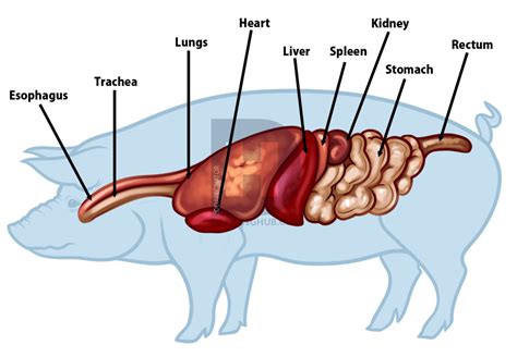 Spleen Drawing | Free download on ClipArtMag