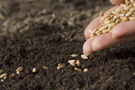 Sowing the Seeds of Good Health | Meridian Magazine