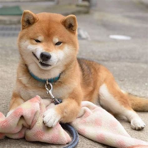 6 Oldest Shiba Inu in the World - Oldest.org