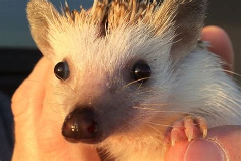 Egyptian Long-Eared Hedgehog: Facts, Pictures, Behavior & Care | Pet Keen