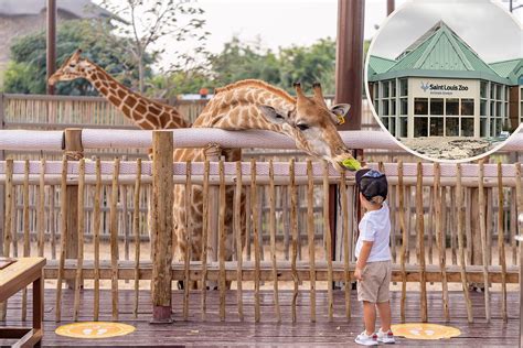 St. Louis Zoo - Y101