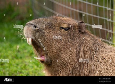 Capybara Mouth