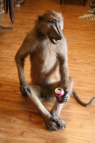 Baboon Bar Mate – Colletts Wildlife Artistry