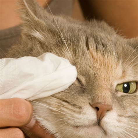 Kitty Pink Eye!? How to Treat Your Cat's Conjunctivitis