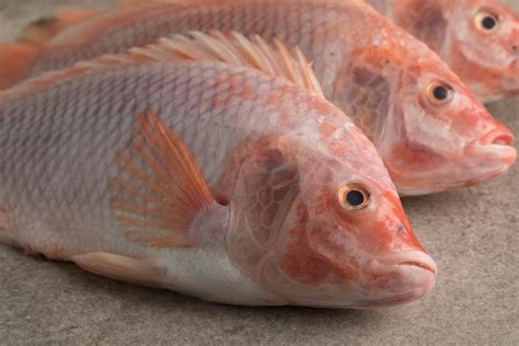Frequently Asked Questions About Tilapia Fish Farming