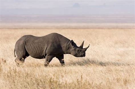 Black Rhino Facts for Kids - West African Black Rhino Facts • Kids Animals Facts