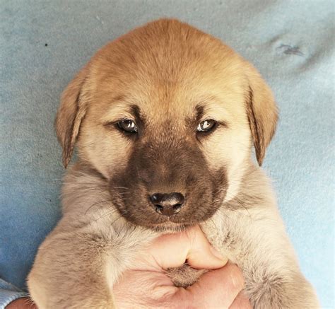 Anatolian Shepherd Puppies for Sale - Marble Peaks Ranch