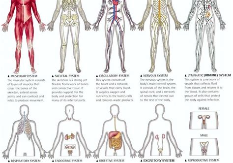 11 Body Systems Diagram