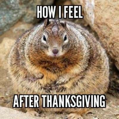 Pin by Amy Munoz on Gobble Gobble | Funny captions, Thanksgiving meme, Funny pictures