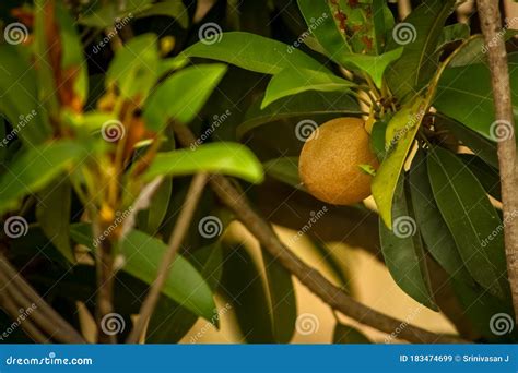 Chikoo Fruit Tree - Chikoo (Manilkara zapota) - Jun 29, 2021 · now each ...