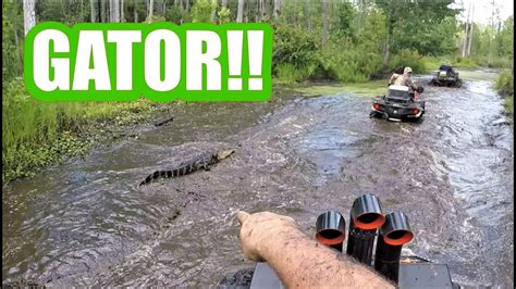 SWAMP TRAIL...GATOR ENCOUNTER - YouTube