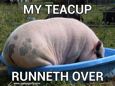 Teacup has runneth over! | Micro pigs, Pig memes, Cute piglets