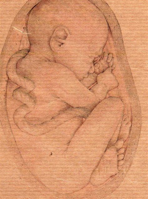 baby in womb | Baby in womb, Female sketch, Sketches