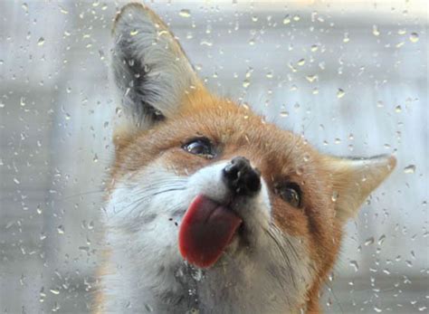 12 Cute Fox Photos That Will Make You Smile – Design Swan