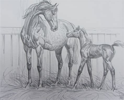 Horse And Foal Drawing at PaintingValley.com | Explore collection of Horse And Foal Drawing