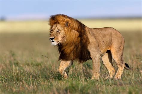 The Mane Event: The Purpose of Lion Manes | Thomson Safaris