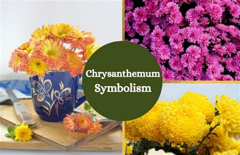 Chrysanthemum Flower – Symbolism and Meaning - Symbol Sage