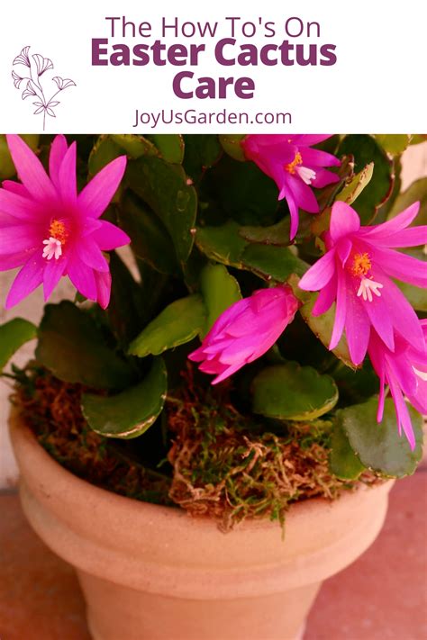 Easter Cactus (Spring Cactus) Care Information 2023 - Batang Tabon