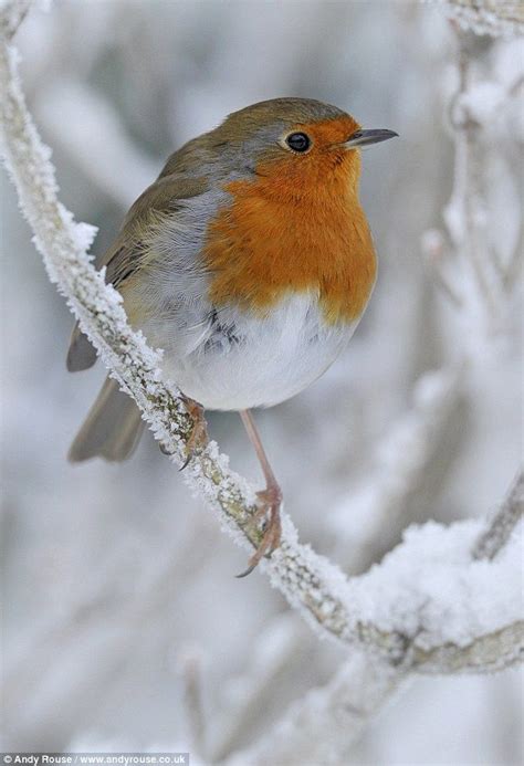 1000+ images about ♥ Robin Red-Breast ♥ on Pinterest | Spring wreaths, Snow and Eggs