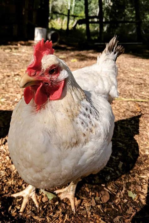 Delaware Chicken: Appearance, Temperament, Eggs and Raising Tips