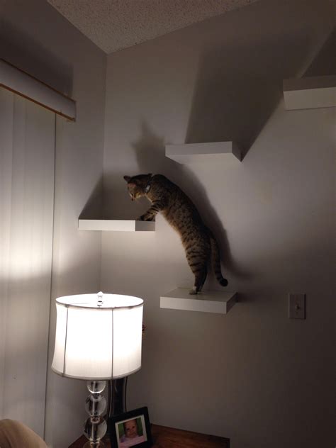 Cat super highway with IKEA Lack Shelf #superhighway #catification #shelvesforcats | Ikea cat ...