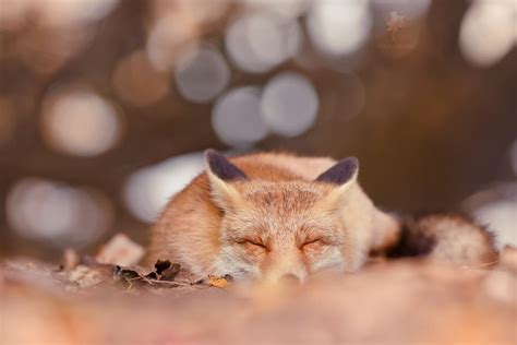 Lazy Fox Series - Dreaming a Dream by thrumyeye on DeviantArt