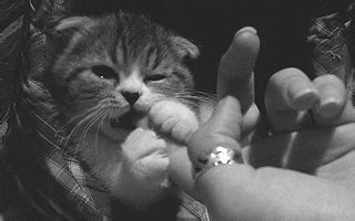 Kitten Biting GIF - Find & Share on GIPHY