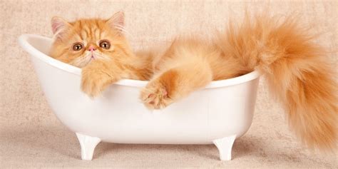 How to Give a Cat a Bath | 8 Easy to Follow Grooming Tips