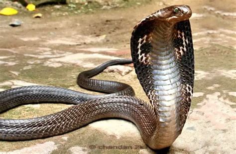 Cobra - Description, Habitat, Image, Diet, and Interesting Facts