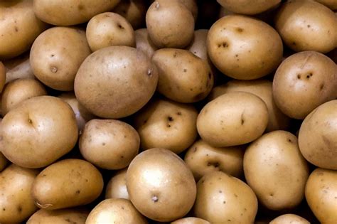 Potato Plants Ready To Harvest