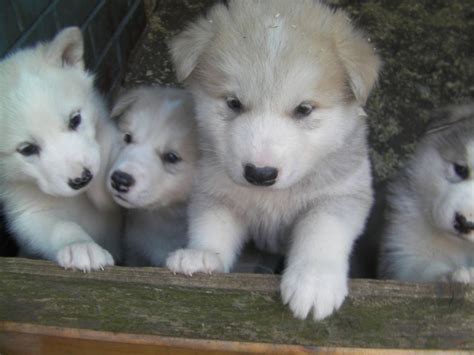 Alaskan Malamute Puppies For Sale | Orlando, FL #222844