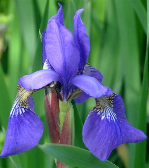 Vicki Lane Mysteries: Flowers for May Day -- And a Reminder